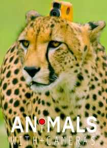 假如动物会摄影海报