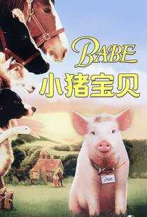 小猪宝贝海报