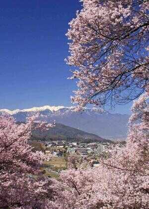 实境之旅:怀之樱