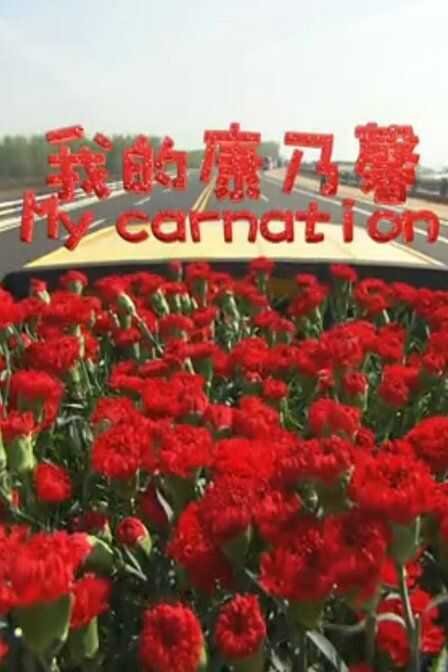 我的康乃馨海报