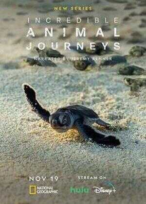 不可思议的动物之旅海报