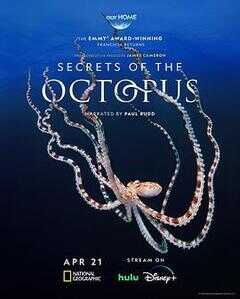 章鱼的秘密海报