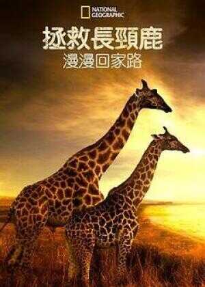 营救长颈鹿之漫漫归途