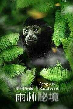 中国海南·雨林秘境海报