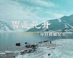 雪莲花开——对口援疆纪实海报