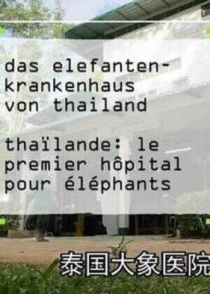 泰国大象医院海报