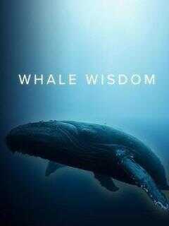 鲸鱼的智慧海报