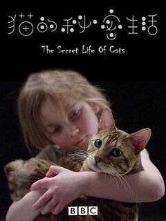 猫的秘密生活海报