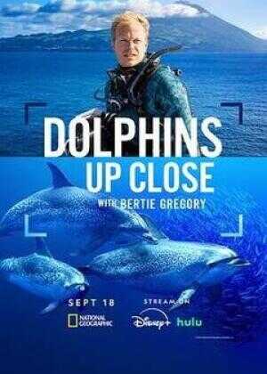 摄影师贝尔蒂与海豚零距离