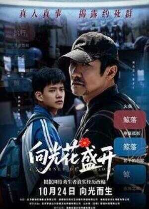 向光花盛开海报