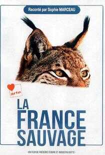 野性法兰西海报