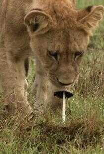 国家地理:冷酷宿敌海报