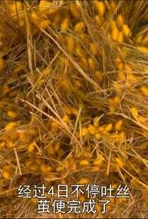 人工奇迹：胸罩秘史海报