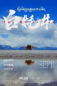 白牦牛海报