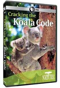 解密考拉生存密码海报