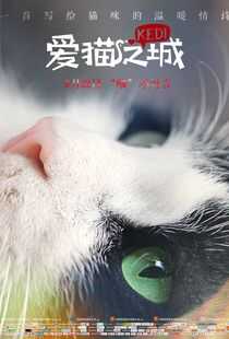 伊斯坦布尔的猫