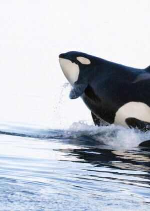 尚米榭库斯托海洋探险海报