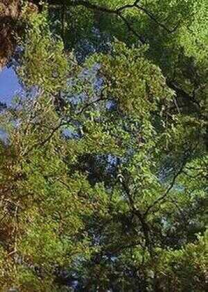 最后的伊甸园海报