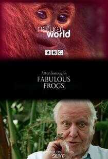 大自然：爱登保罗爷爷带你看绝妙的蛙海报