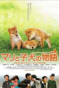 爱犬的奇迹海报