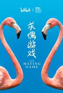 求偶游戏海报