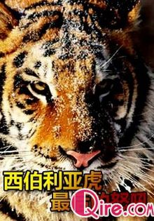 Discovery动物寻奇:西伯利亚虎最后的怒吼海报