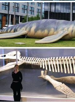 [Discovery]远古巨兽大复活海报